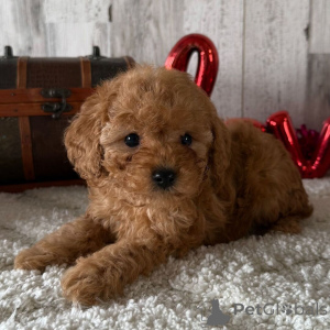 Photo №2 to announcement № 163911 for the sale of poodle (toy) - buy in United Kingdom private announcement