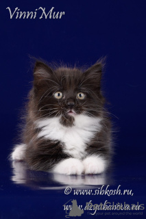 Photo №1. siberian cat - for sale in the city of St. Petersburg | negotiated | Announcement № 68535