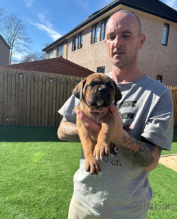 Photo №1. cane corso - for sale in the city of Wiener Neustadt | 281$ | Announcement № 139600