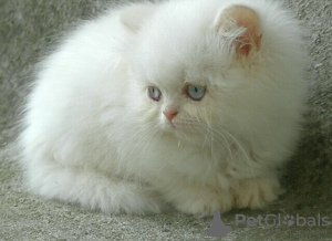 Photo №1. persian cat - for sale in the city of Вилкавишкис | negotiated | Announcement № 53574
