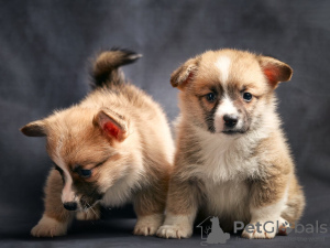 Photo №2 to announcement № 29712 for the sale of welsh corgi - buy in Estonia private announcement