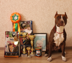 Photo №3. Pit bull terrier girls are selling. Russian Federation