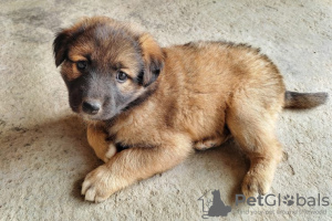 Photo №1. leonberger - for sale in the city of Berlin | Is free | Announcement № 125269