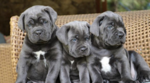Photo №1. cane corso - for sale in the city of Belgorod | 562$ | Announcement № 6331