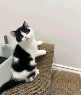 Photo №2 to announcement № 138849 for the sale of munchkin - buy in Germany private announcement, breeder