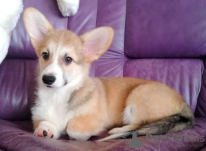 Additional photos: Welsh Corgi Pembroke. Interesting puppies with UKU documents