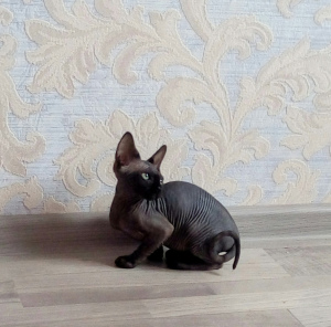 Photo №1. sphynx cat - for sale in the city of Chernomorsk | 220$ | Announcement № 1095