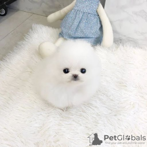 Photo №1. pomeranian - for sale in the city of Братислава | negotiated | Announcement № 81879