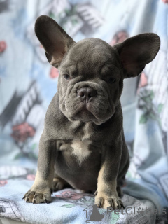 Photo №3. French Bulldog. Poland