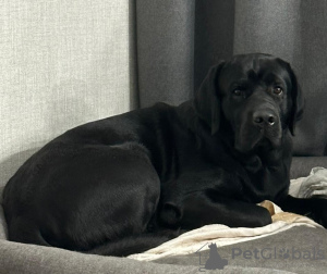 Photo №4. I will sell labrador retriever in the city of Kirov. private announcement - price - 364$