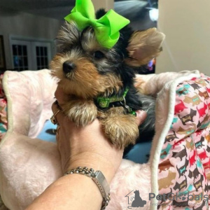 Additional photos: Loving Yorkshire Terrier puppy ready for sale