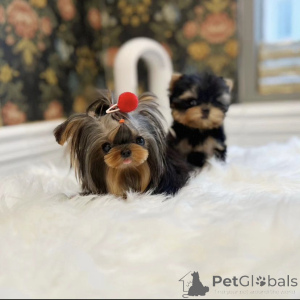 Photo №1. non-pedigree dogs - for sale in the city of Los Angeles | 500$ | Announcement № 158875