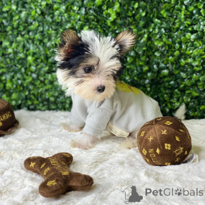 Photo №3. Mini Yorkshire terrier puppies for sale. United States