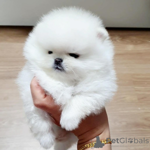 Photo №2 to announcement № 167053 for the sale of  - buy in Germany 