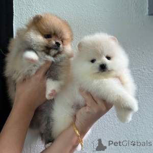 Photo №3. Szczenięta pomeraniana do adopcji.. Poland