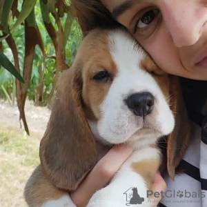 Photo №1. beagle - for sale in the city of Leipzig | 380$ | Announcement № 123804