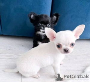 Photo №1. chihuahua - for sale in the city of Vilnius | negotiated | Announcement № 162941