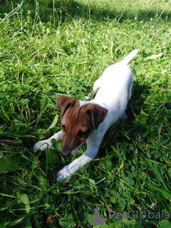 Photo №1. jack russell terrier - for sale in the city of Minsk | 368$ | Announcement № 7352