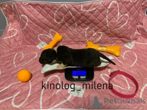 Additional photos: American Bully XL/standard/classic puppies