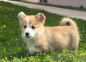 Photo №2 to announcement № 98687 for the sale of welsh corgi - buy in Serbia breeder