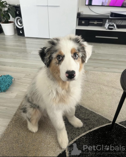 Photo №1. australian shepherd - for sale in the city of Munich | negotiated | Announcement № 119732