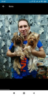 Photo №1. yorkshire terrier - for sale in the city of Makeevka | negotiated | Announcement № 6132