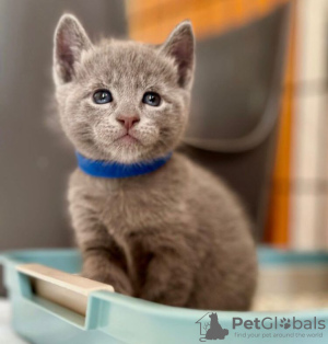 Photo №1. russian blue - for sale in the city of Tracy | 260$ | Announcement № 84044