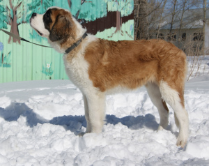 Photo №1. st. bernard - for sale in the city of Satka | 485$ | Announcement № 2037