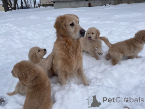 Photo №3. Adorable Golden Retriever Puppies Ready for Loving Homes. Germany