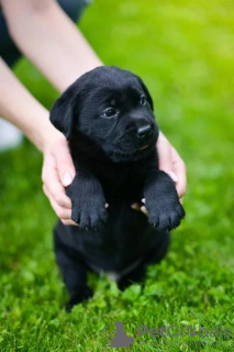 Additional photos: Superb Black Labrador Pups                                                      