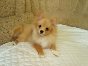 Photo №1. pomeranian - for sale in the city of Миргород | 326$ | Announcement № 5735