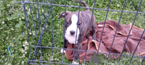 Additional photos: American Staffordshire Terrier puppies