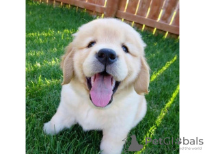 Photo №2 to announcement № 70781 for the sale of golden retriever - buy in United Kingdom 