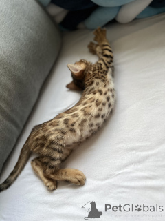 Photo №3. Yaroslav Korzhov. Germany