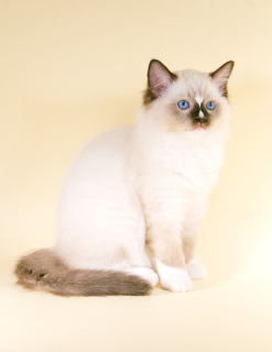 Photo №1. ragdoll - for sale in the city of Moscow | Negotiated | Announcement № 2550
