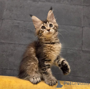 Photo №1. maine coon - for sale in the city of Lüneburg | 361$ | Announcement № 177601