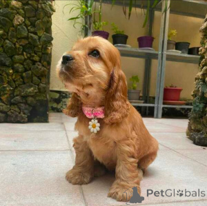 Photo №1. english springer spaniel - for sale in the city of Cologne | negotiated | Announcement № 154049