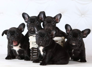 Photo №2 to announcement № 5335 for the sale of french bulldog - buy in Ukraine from nursery