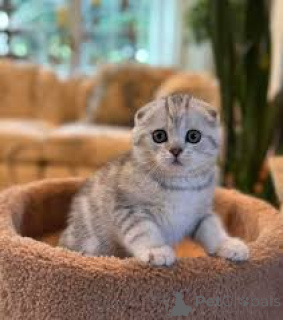Photo №3. Scottish Fold kittens te koop. Belgium