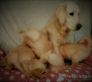 Photo №2 to announcement № 99487 for the sale of golden retriever - buy in Germany private announcement