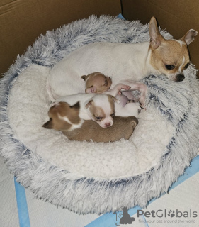 Photo №3. KC geregistreerde chihuahua-puppy's. Belgium
