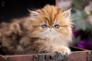 Photo №1. persian cat - for sale in the city of Sofia | 370$ | Announcement № 107913