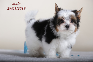 Photo №1. beaver yorkshire terrier - for sale in the city of Gorlovka | 700$ | Announcement № 2024