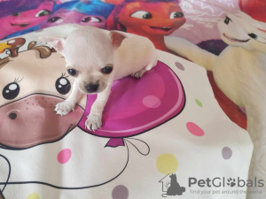 Photo №1. chihuahua - for sale in the city of Belgrade | negotiated | Announcement № 89427