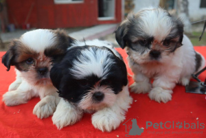 Photo №1. shih tzu - for sale in the city of Антверпен | negotiated | Announcement № 30224