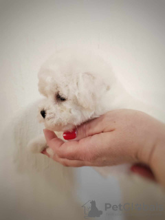 Photo №2 to announcement № 94225 for the sale of bichon frise - buy in Serbia breeder