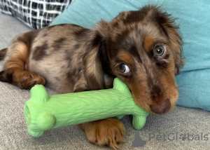 Photo №2 to announcement № 163659 for the sale of dachshund - buy in Austria breeder