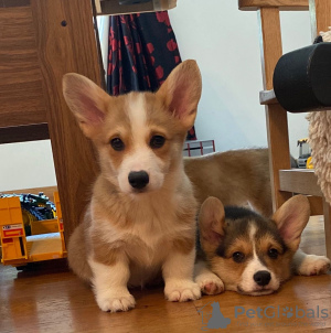 Photo №3. Pembroke Welsh Corgi puppies ready to go.. Sweden