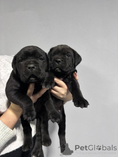 Photo №3. Cane Corso (female). Serbia