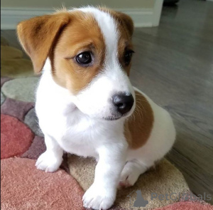 Photo №1. jack russell terrier - for sale in the city of Торонто | Is free | Announcement № 137762